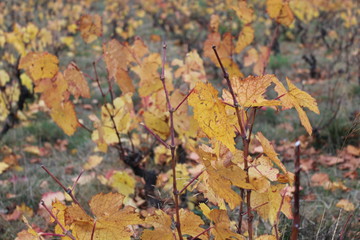VIGNES DANS LE BEAUJOLAIS - QUINCIE EN BEAUJOLAIS