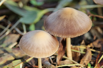 Wonderful mushrooms after the rain, born with the sun