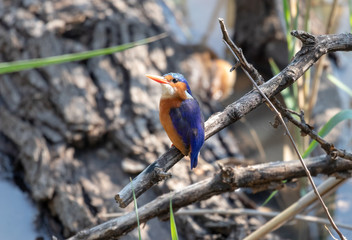 Malachite Kingfisher sitting on twig