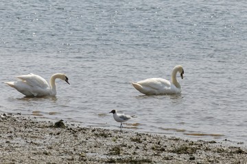 sea birds at the english south coast