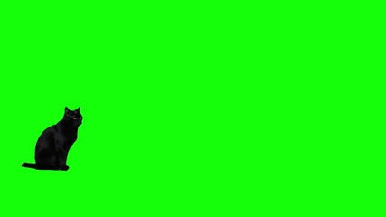 Black cat jumping against green screen