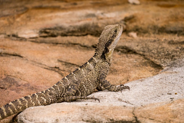 Kleine Australische Wasseragame - Manly - Sitzend