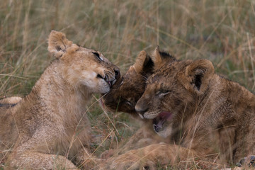 Lion Cubs