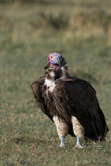 lappet-faced vulture