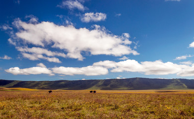 Baboons in the grasslands of Tanzania