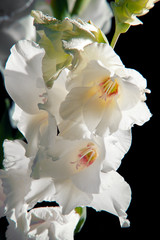 white gladiolus in the night garden