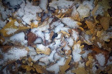 Oak leaves sprinkled with fresh snow