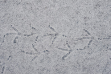 Traces of a pigeon in the fresh snow