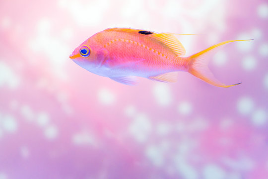 Close up shot of pink anthias fish on glittering background