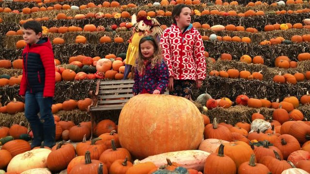 Children looking at a variety of pumpkins for Halloween