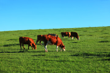 A herd of cattle on the prairie