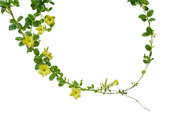 Nature frame of twisted climbing vines with glossy green leaves and yellow flowers of Yellow Allamanda or common trumpet vine the ornamental flowering plant isolated on white background, clipping path - Powered by Adobe