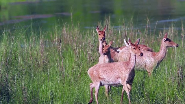 Swamp Deer female small group in Bardia national park, Nepal - specie Cervus duvaucelii family of Cervidae