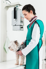 Young female doctor examining dog in x-ray room in hospital