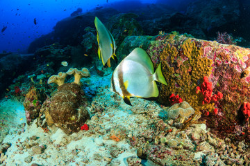 Fototapeta na wymiar Large Batfish floating around a deep water tropical coral reef in Thailand