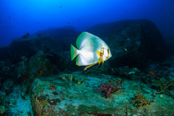 Large Batfish floating around a deep water tropical coral reef in Thailand