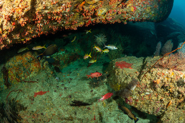Fototapeta na wymiar Tropical fish and corals on an underwater coral reef in Thailand