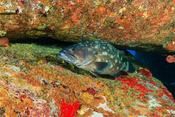 A large Grouper on a dark tropical coral reef