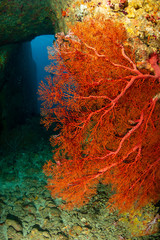 Fototapeta na wymiar Underwater archway and seafan on a tropical coral reef