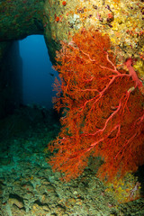 Underwater archway and seafan on a tropical coral reef