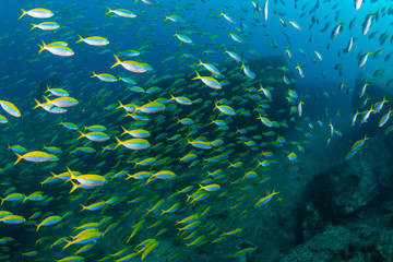 Plakat A large school of colorful Fusilier fish on a coral reef