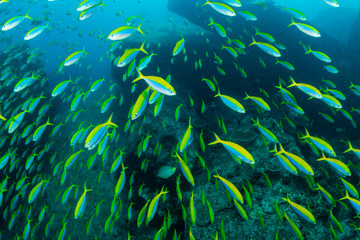 A large school of colorful Fusilier fish on a coral reef