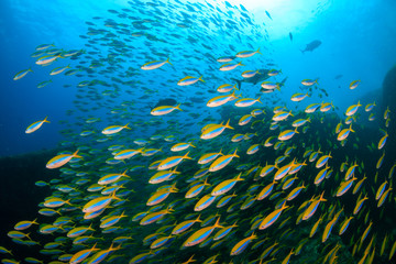 Naklejka na ściany i meble A large school of colorful Fusilier fish on a coral reef