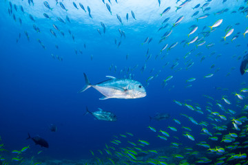 Trevally hunting on a tropical coral reef