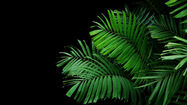 Tropical palm leaves, rainforest foliage nature plant bush on black background.