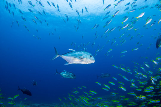 Trevally Bilder Durchsuchen 6,323 Archivfotos, und