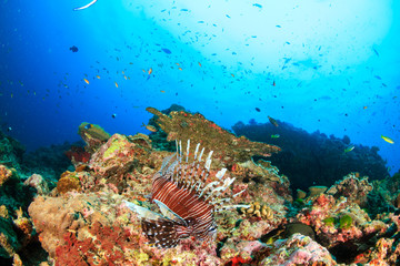 Colorful Lionfish hunting on a tropical coral reef