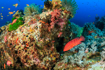 A colorful Coral Grouper on a healthy tropical coral reef in Thailand