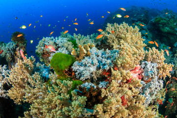 Plakat Colorful tropical fish swimming around corals on a coral reef