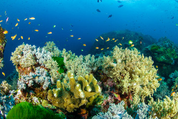 Colorful tropical fish swimming around corals on a coral reef
