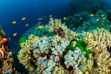 Fototapeta na wymiar Colorful tropical fish swimming around corals on a coral reef