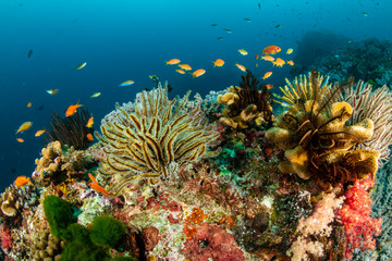 Naklejka na ściany i meble Crinoids and tropical fish on a colorful coral reef