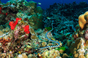 A small Banded Sea Snake explores broken corals on a tropical reef