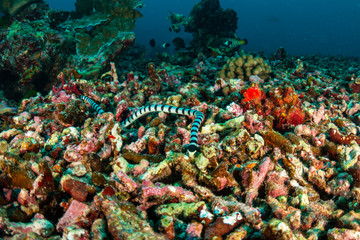 A small Banded Sea Snake explores broken corals on a tropical reef