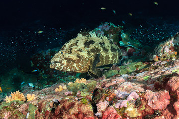 A large Grouper on a dark tropical coral reef