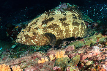 A large Grouper on a dark tropical coral reef