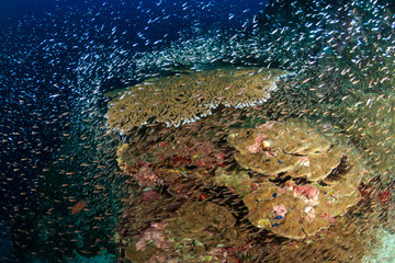 Table corals and glassfish on a tropical coral reef at Koh Bon island, Thailand