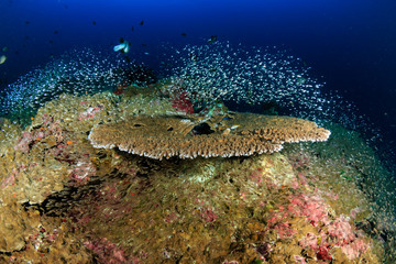 Naklejka na ściany i meble Table corals and glassfish on a tropical coral reef at Koh Bon island, Thailand