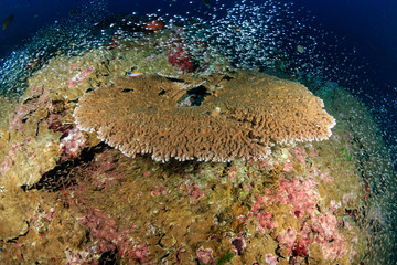 Fototapeta na wymiar Table corals and glassfish on a tropical coral reef at Koh Bon island, Thailand