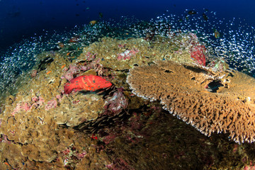 Fototapeta na wymiar A colorful Coral Grouper on a healthy tropical coral reef in Thailand