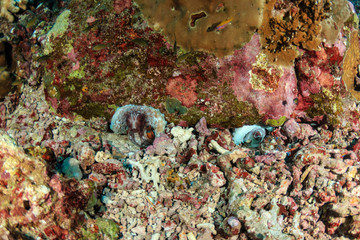 Two Octopus in holes on a tropical coral reef