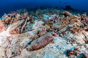 Naklejka na ściany i meble A very old, non biodegradable plastic bottle on the sea floor on a tropical coral reef