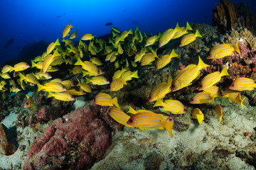 Fototapeta na wymiar Brightly colored tropical fish on a tropical coral reef in Thailand