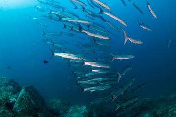 Fototapeta na wymiar Large school of Barracuda in a blue tropical ocean (Koh Tachai, Thailand)