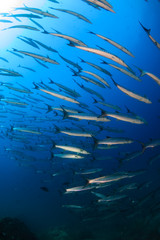 Large school of Barracuda in a blue tropical ocean (Koh Tachai, Thailand)