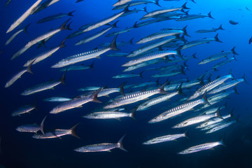 Large school of Barracuda in a blue tropical ocean (Koh Tachai, Thailand)